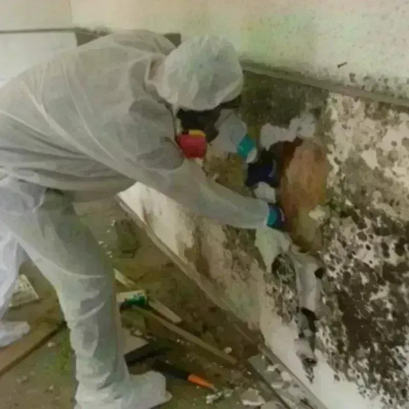 Mold Remediation and Removal in New Vienna, OH